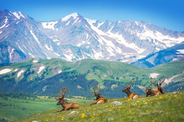 Private Birding Hike in Rocky Mountain National Park - Photo 1 of 9